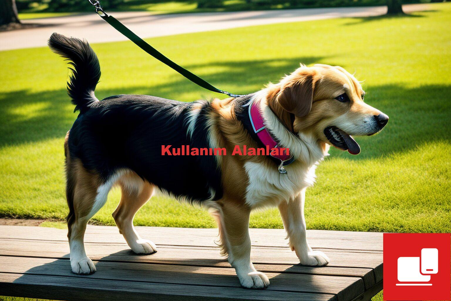 Kullanım Alanları