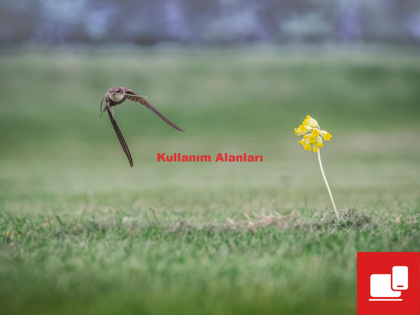Kullanım Alanları